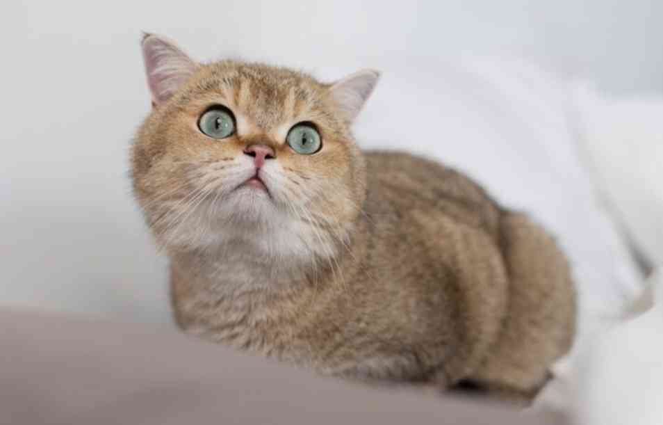 5 Tips Mengusir Bau dari Kucing di Rumah Aa1tuwgs