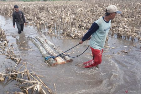 Dampak Sawah Terendam Banjir Di Tulungagung 19122024 Ds 4