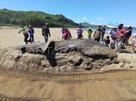 Hiu Paus Terdampar Di Pantai Tulungagung Trm2 Dom