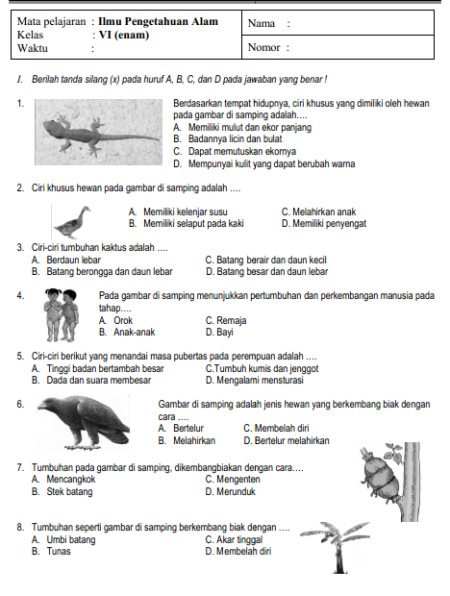 Ipa 1