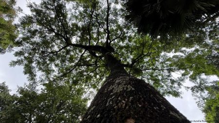 Arborikultur: Teknik Menjaga Pohon yang Penting