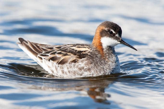 7 fakta unik burung kedera kecil yang berputar aneh di laut Indonesia