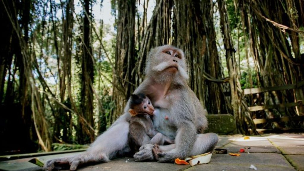 10 aktivitas menarik untuk wisatawan di Ubud setelah Bali jadi destinasi terbaik dunia 2026 Aa1vncq3
