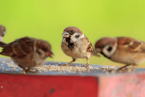 5 Fakta Menarik Burung Gereja Savana di Amerika Utara