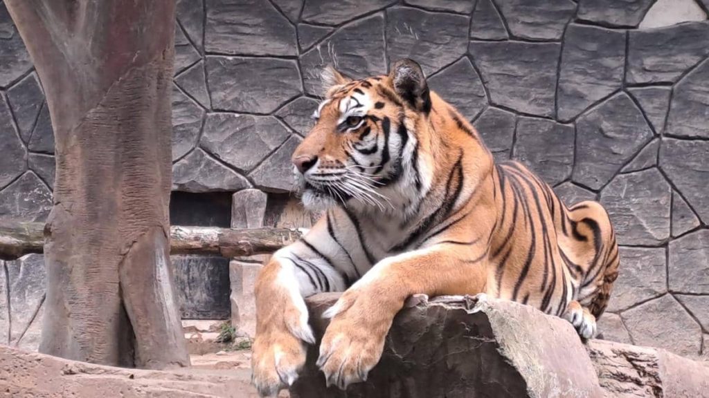 5 Fakta Harimau Benggala, Dua Ekor Meninggal di Kebun Binatang Bandung