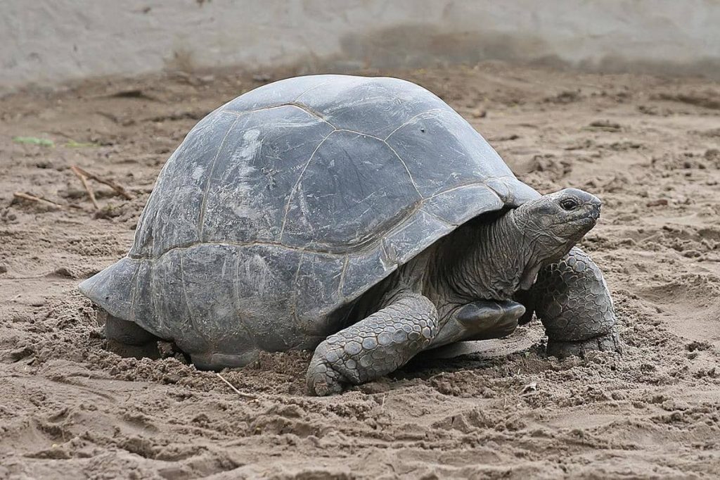 5 Fakta Menarik Kura-Kura Raksasa Aldabra