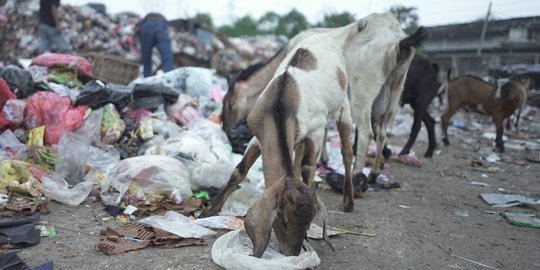 SDN 2 Hikun Tabalong Kelola Sampah Makanan Jadi Pakan Lela dan Media Akuaponik