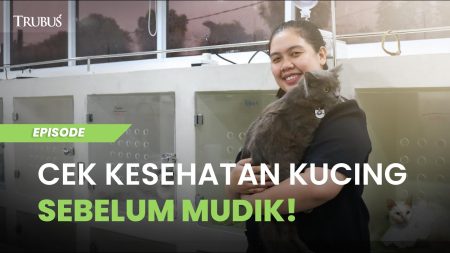 5 Tips Bawa Kucing Mudik Lebaran, Bebas Stres!