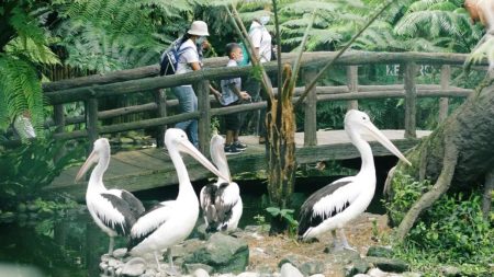 Harga Tiket Tasta Zoo 2026, Pengalaman Wisata Keluarga Seru di Tabanan Bali