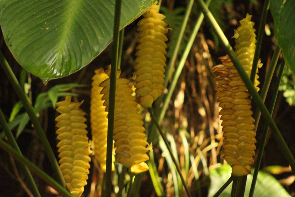 5 fakta menarik rattlesnake plant, tanaman hias tropis unik