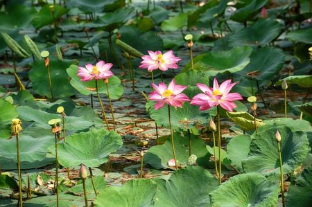 5 Fakta Menarik tentang Bunga Teratai dan Kemampuannya