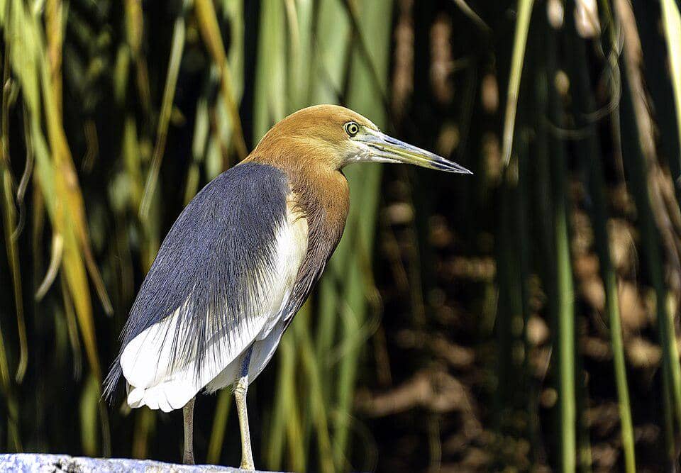 7 fakta mengejutkan burung blekok sawah, berubah warna saat terbang!