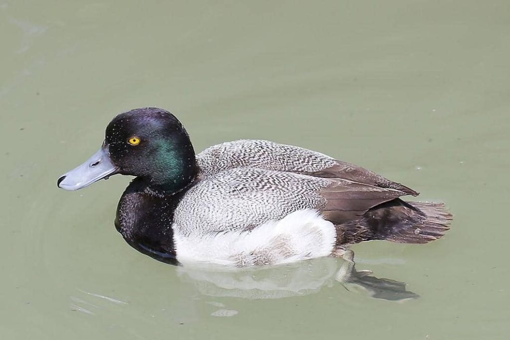 5 Fakta Menarik Greater Scaup, Burung Bebek Penjelajah Bumi Utara