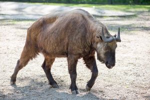 7 Fakta Menarik Mishmi Takin, Hewan Langka Himalaya
