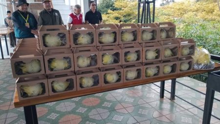 Wisata Kuningan: Pemandangan Indah dan Petik Buah Naga di Kaki Gunung Ciremai