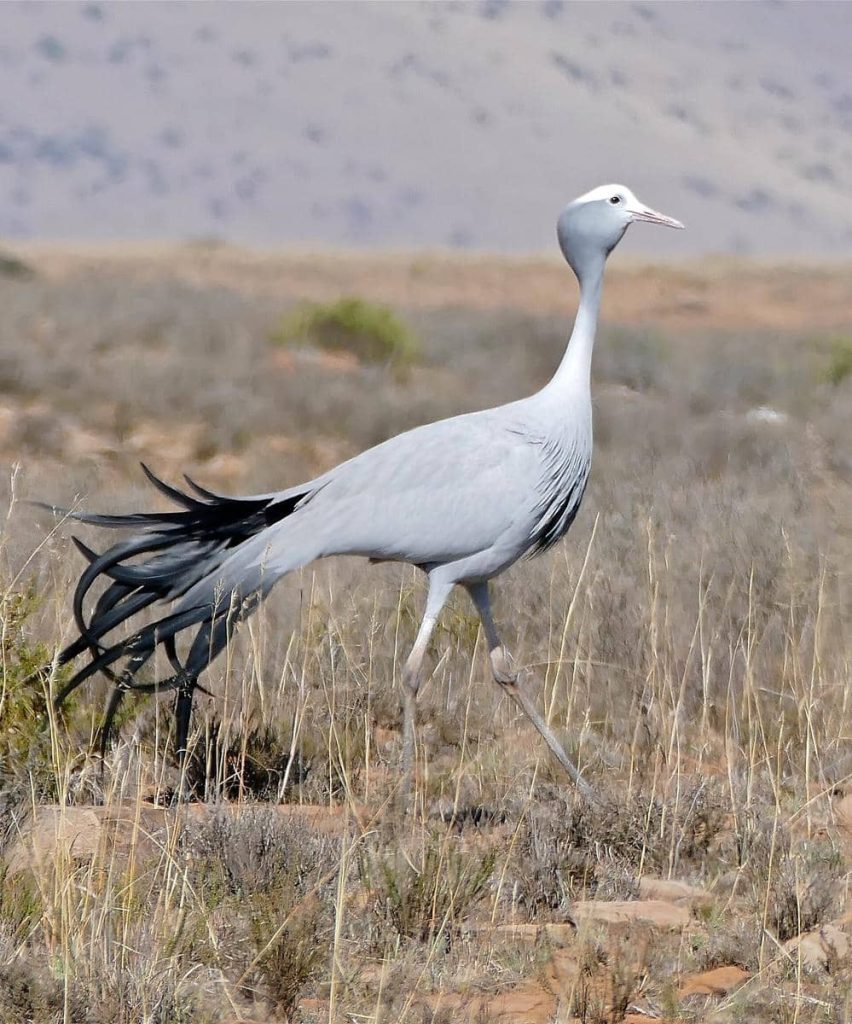 5 fakta menarik tentang burung nasional Afrika Selatan