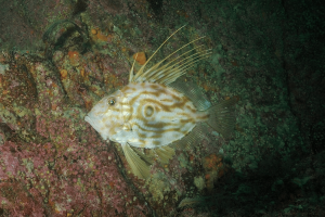 5 Fakta Menarik Ikan Dory yang Bisa Dimakan