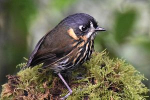 5 Fakta Menarik Burung Crescent-faced Antpitta di Hutan Awan