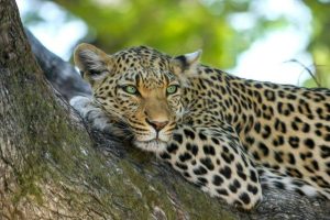 4 Fakta Menarik tentang Macan Tutul, Ahli Bersembunyi!