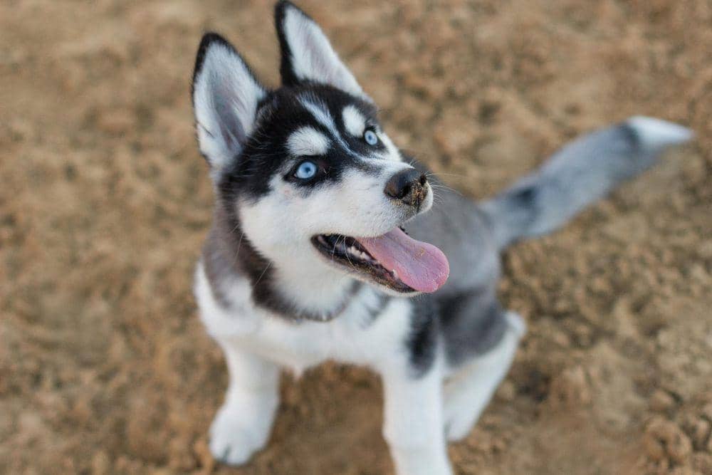 5 fakta menarik tentang anjing husky yang penuh semangat dan keras kepala!