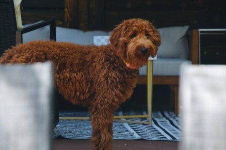 7 fakta menarik goldendoodle, teman setia yang cerdas