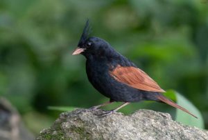 5 fakta menarik burung berjambul Asia