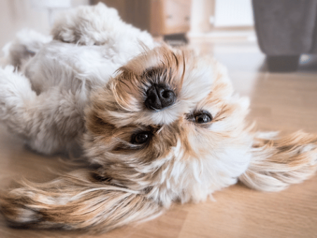 9 Fakta Menarik Shih Tzu, Anjing Raja yang Nyaris Punah