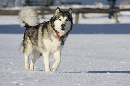 7 Fakta Menarik Alaskan Malamute, Berbeda dengan Siberian Husky!